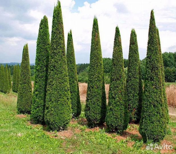Туя западная