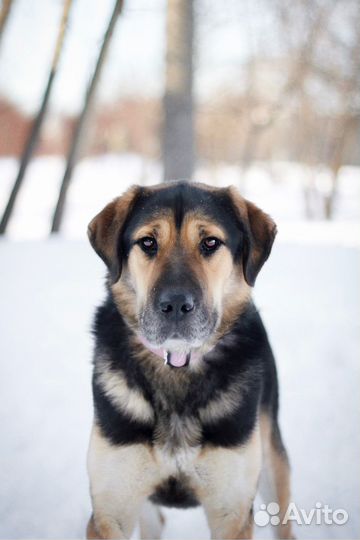 Сиба ищет дом