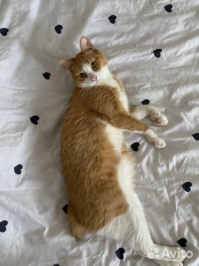 Кошка