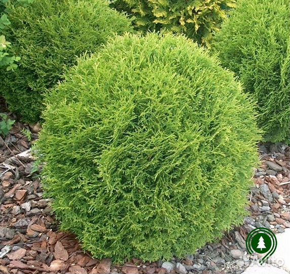 Туя даника. Доставка