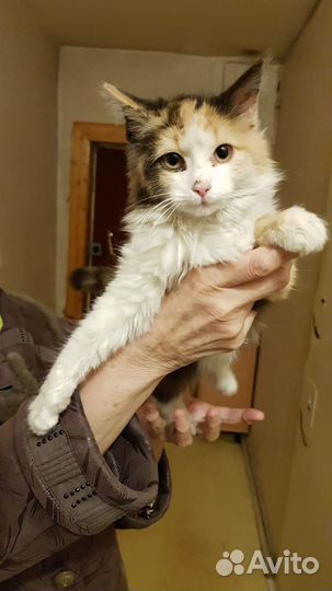 Кошка красавица