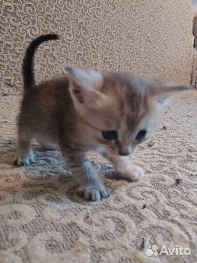 Домашние животные бесплатно