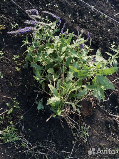 Саженцы Шалфей сиреневый