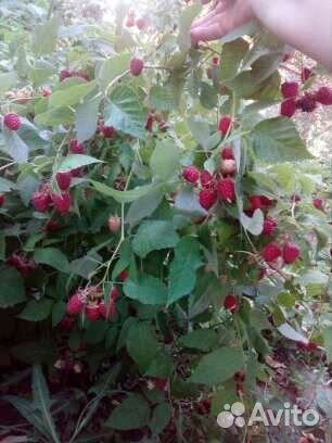 Саженцы ремонтантной безшипной малины