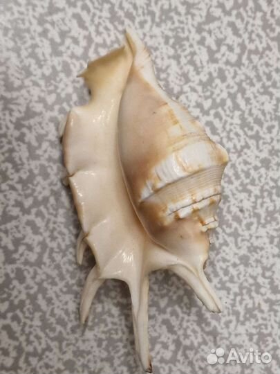 Морские ракушки раковины