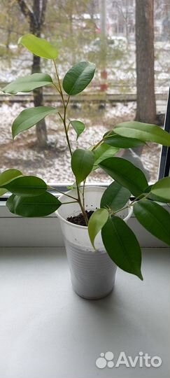 Фикус Бенджамина Неон