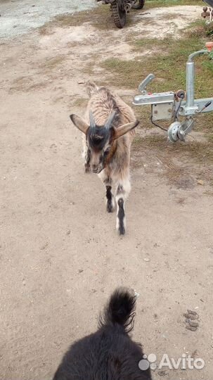 Козел на племя