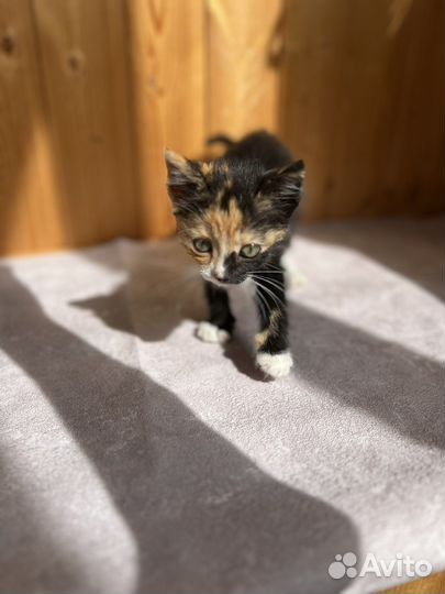 Котенок девочка бесплатно