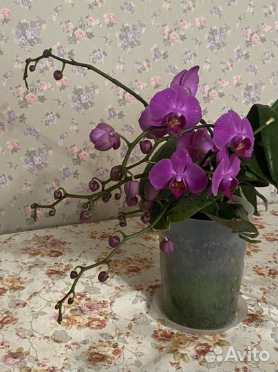 Продам орхидею