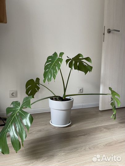 Монстера большая
