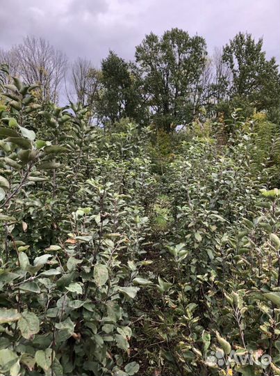 Саженцы плодовых деревьев, кустарники