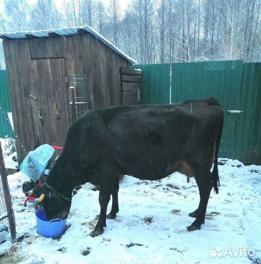 Джерсейская корова