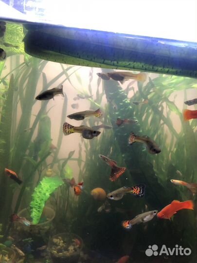 Аквариумные рыбки
