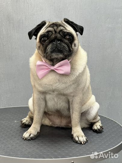 Стрижка собак груминг