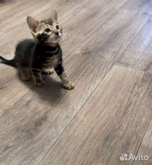 Бенгальский котенок девочка