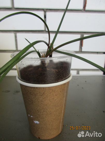 Комнатные цветы