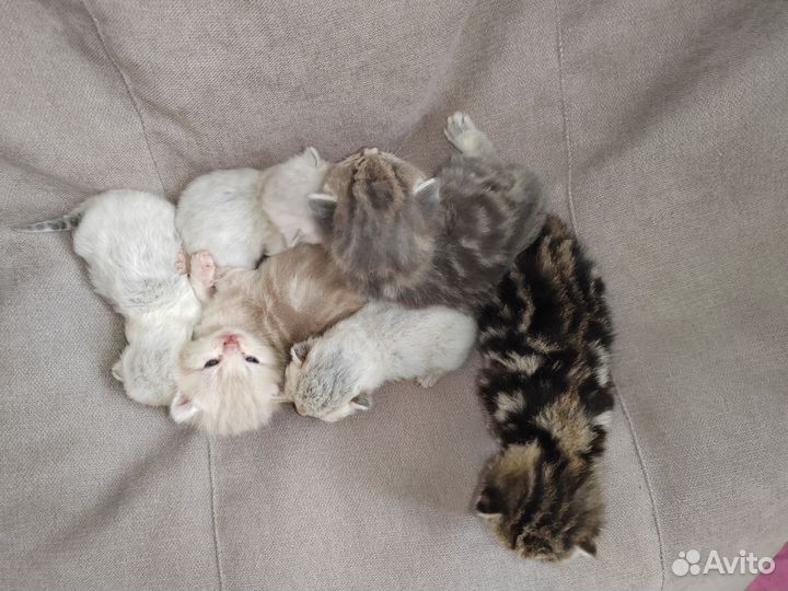 Шотландские котята