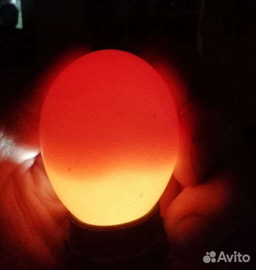 И.Я. бройлера. Оплод 100