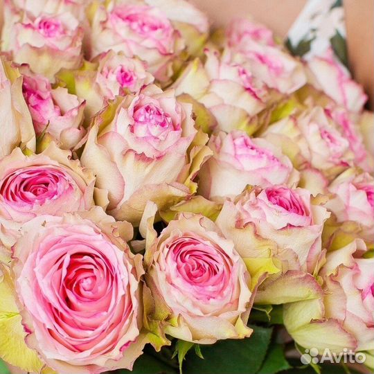 Букет из 25 роз Чародейка 60 см