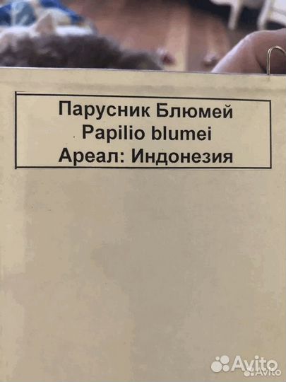 Бабочки В рамке