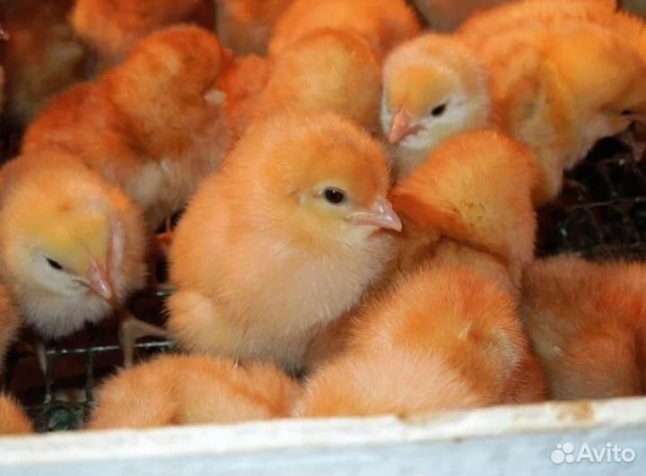 Трёхдневные цыплята