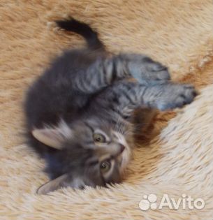 Которебенок