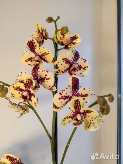 Орхидея фаленопсис