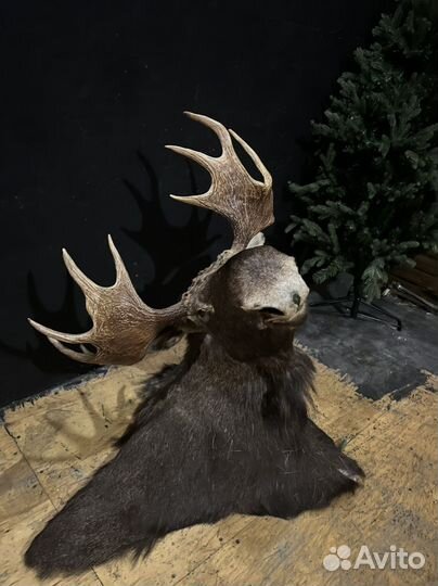 Чучело головы лося