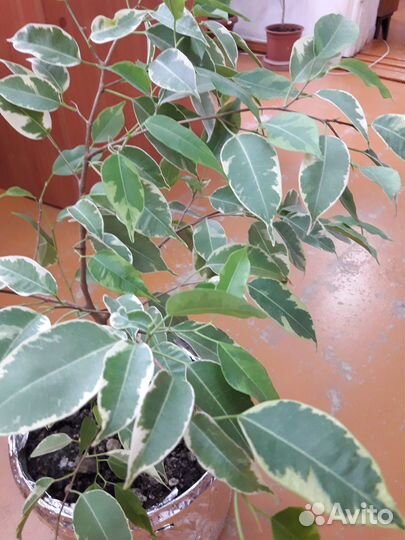 Продаю фикус Бенджамина