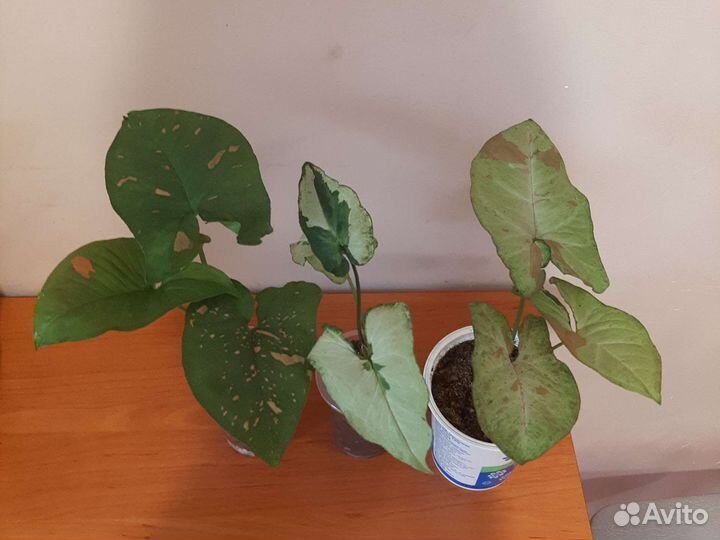 Сингониум Три сорта