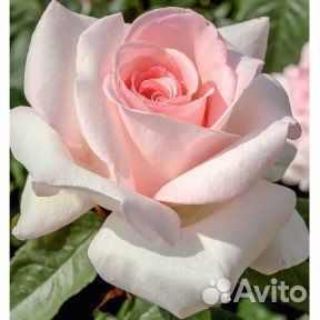 Роза Принц Жардиньер/ Пушкин