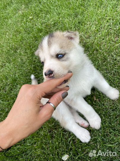 Щенки хаски