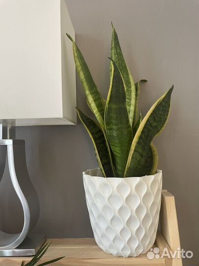 Сансевиерия лауренти