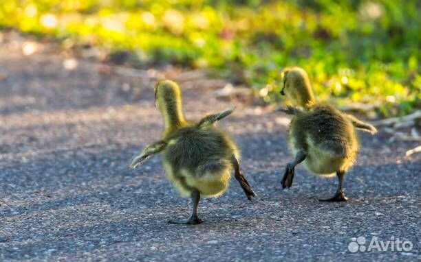 Продаю гусят