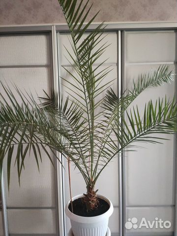 Финик канарский, пальма