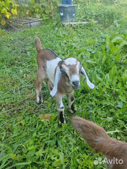 Нубийские козлята