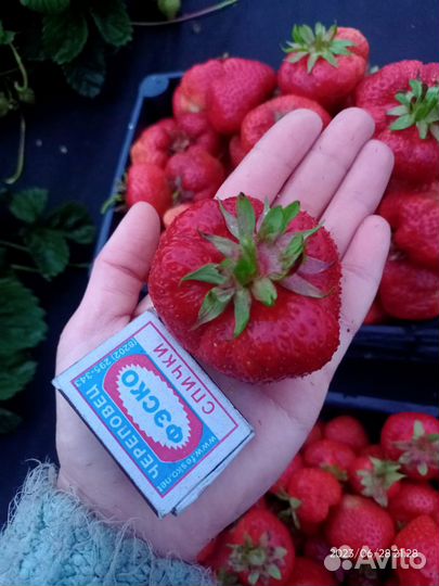 Клубника сорт камрад победитель (Конрад)