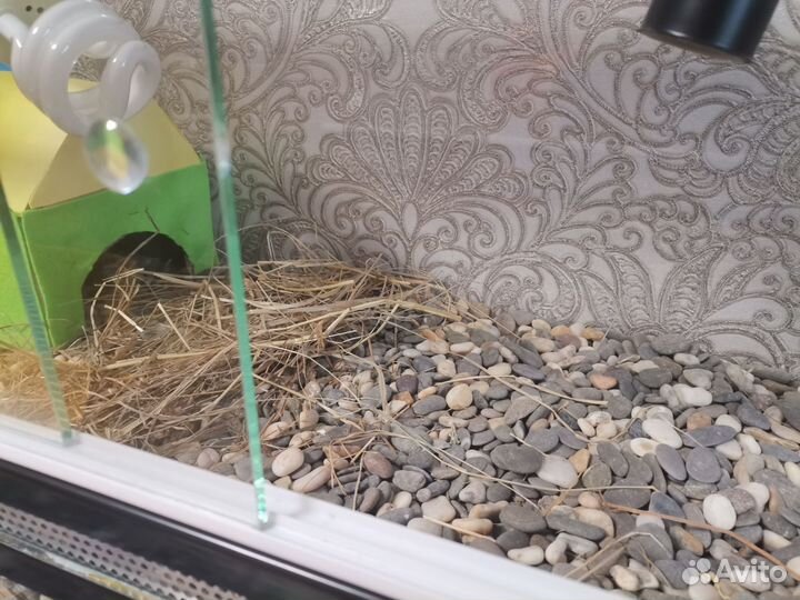 Террариум для сухопутной черепахи 60*30*30