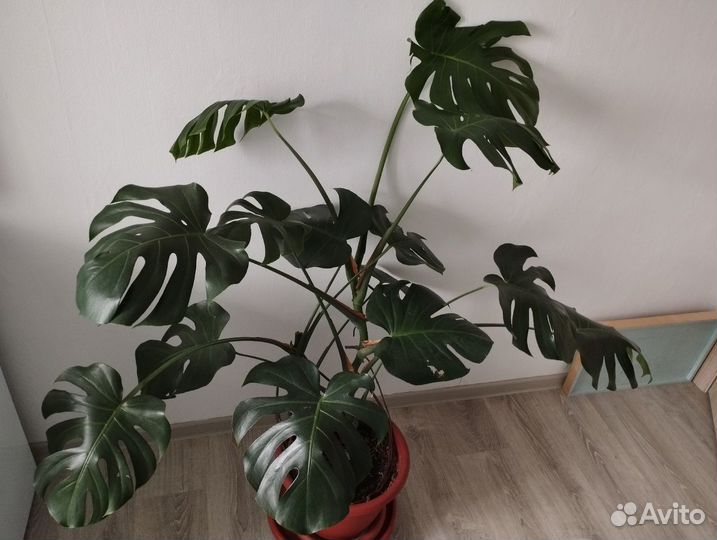 Комнатные растения и цветы