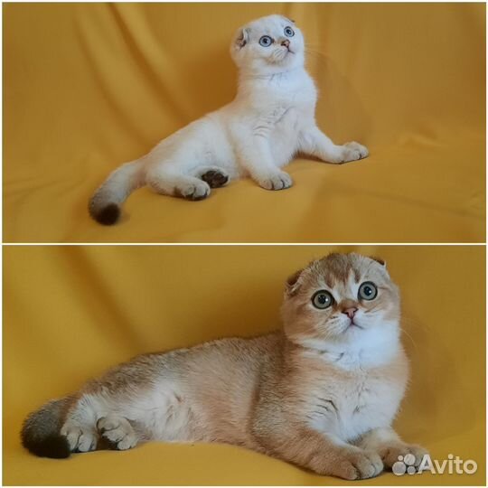 Шотландские котята