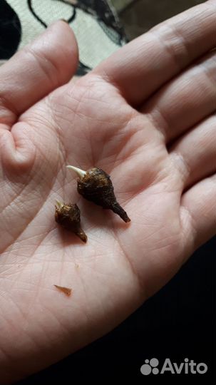 Алоказия Махарани, Полли клубни