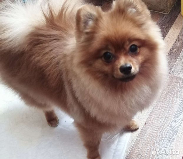 Передержка собак в домашних условиях