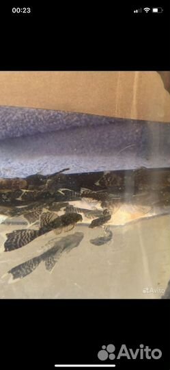 Анциструс вуалевый