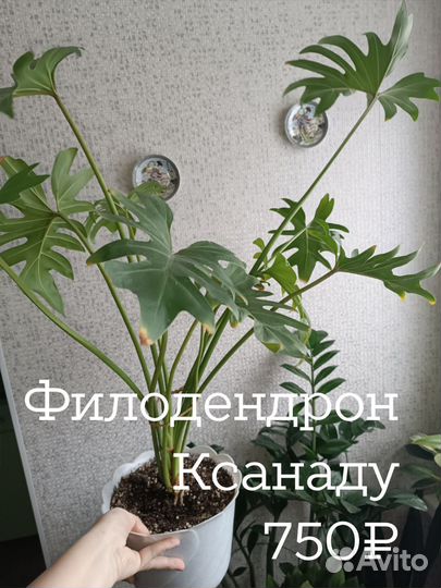 Фикус Мелани, филодендрон, пеперомия