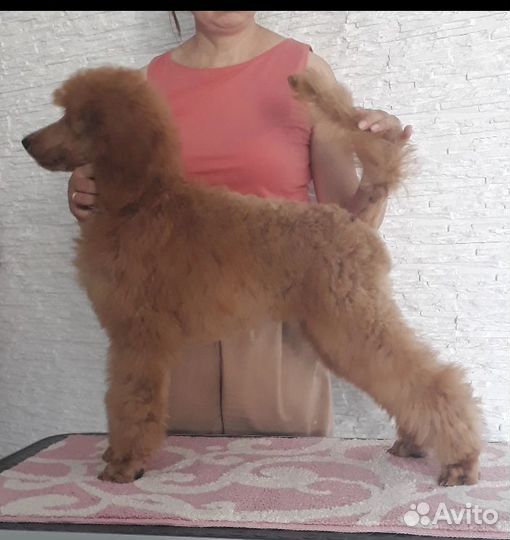 Продаю щенка королевского пуделя