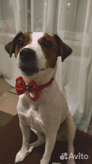 Собака для фотосессии