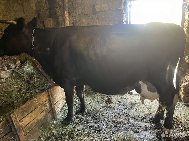 Продам 2-х коров