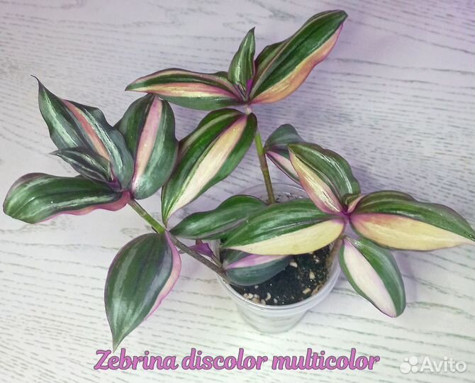 Традесканции