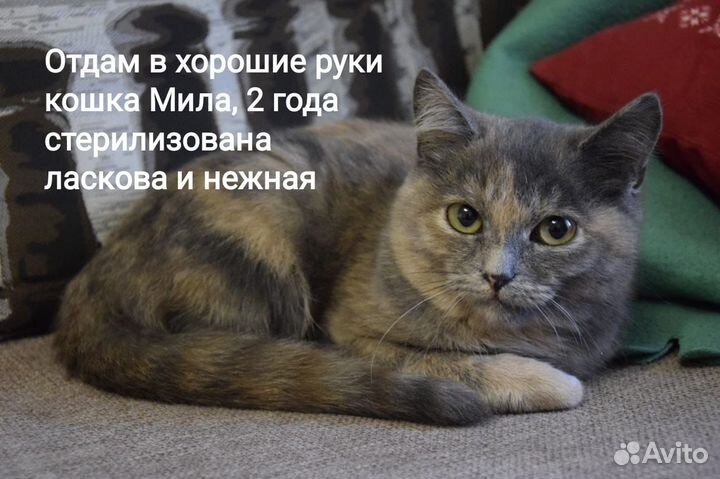 Кошка в дар бесплатно