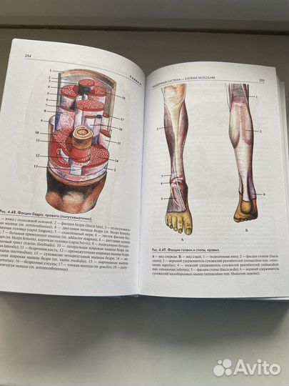 Атлас анатомии человека